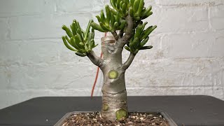 Turning My 10 Years Gollum Jade Into Bonsai Tree  Crassula Ovata Gollum Jade Hard Pruning [upl. by Areit]