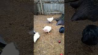 Our silkie rooster is crossing with our Cornish cross hens [upl. by Eiralc657]