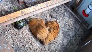 Buff Orpington pullet🐓five months old🍁lateOctober🍂free range [upl. by Shanan587]