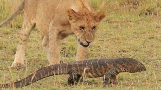 Pride of lions versus a Nile Monitor [upl. by Ainoek]