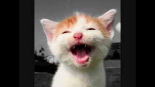 lachende katzen  laughing cats [upl. by Bodkin]