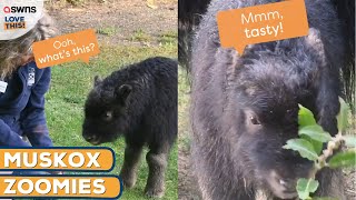 Baby muskox goes crazy for zoomies 💨🐂  LOVE THIS [upl. by Nyluqcaj]