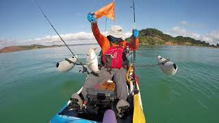 Kawakawa Bay Viking Kayak fishing Softbait Zman [upl. by Jaffe]