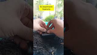 Palo santo bursera graveolens mame transplante bonsai [upl. by Nivan541]