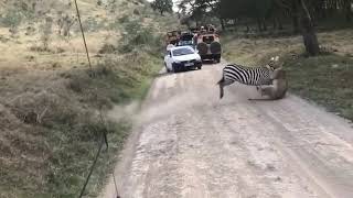 Intense fight between zebra and lioness [upl. by Digirb]