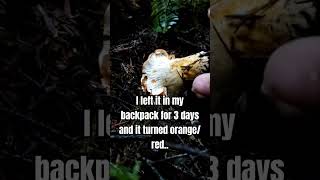 Early stages of parasitization lobster mushroom oregon foraging hiking mycology [upl. by Aizti]