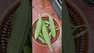 Harvest From Terrace Garden organicterracegardening harvest nature vegetables terracegarden [upl. by Arathorn48]