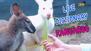 LIVE DICTIONARY  4K Animal Footage  KANGAROO  CHUỘT TÚI  KANGOUROU  KÄNGURU  カンガルー  n39 vlog [upl. by Broddie]