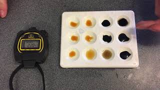 pH and Enzyme Activity [upl. by Medwin679]