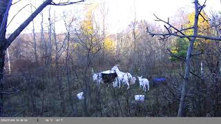 Goats Enjoying Woodland Pastures [upl. by Greenes581]