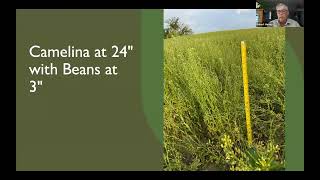 An Alternative Third Crop Relay Cropping Winter Camelina With Soybeans  Farminar [upl. by Ora]