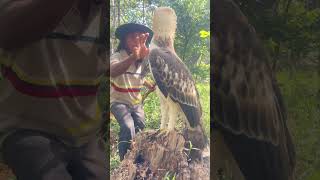 A man play with eagle on a stump tree part 02 fowling davidwood johnbadham petercincotti bird [upl. by Nuawaj]