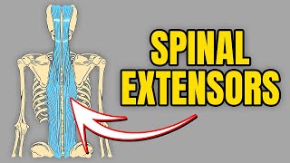 How to Strengthen Your Low Back Lumbar Extensors [upl. by Kihtrak99]