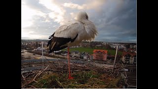 LIVE Storchennest Freilassing [upl. by Lissy]