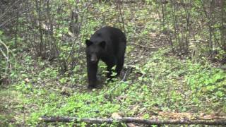 Bears of the Outland 2011 Manitoba Spring Bear Hunt [upl. by Faubion]