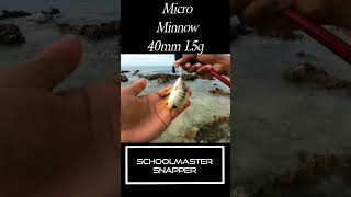 microfishing saltwaterfish snapper fishing caymanisland inshorefishing [upl. by Jessi952]