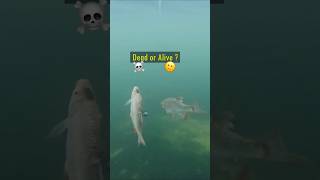 Dead or Alive Baitfish  Pike react pike fishing underwater [upl. by Claudio]