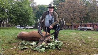 Rothirschbrunft in unseren Revieren Viele starke Hirsche auf der Strecke [upl. by Williams]