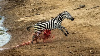 Crocodile Vs Zebra  Zebra Guts Fall out [upl. by Ute637]