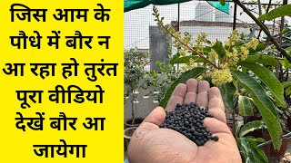 जिस आम के पौधे में बौर न आ रहा हो तुरंत पूरा वीडियो देखें बौर आ जायेगा  best fertilizer for mango [upl. by Eissalc]