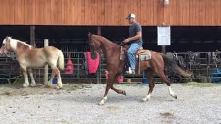 Sold Jim Beam 2 16 yr old 16H sorrel saddlebred gelding 1200 [upl. by Odrahcir]