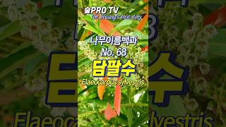 담팔수 이름 유래와 특징 담팔수 Elaeocarpussylvestris 난대숲 [upl. by Duck]