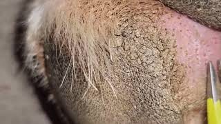 Impacted hair follicles When did you last worm your pet [upl. by Aikimat340]