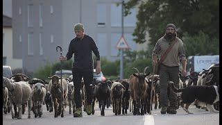 4K transhumance Sierre Vercorin LaBergeriedeNaye May 27 2023 [upl. by Ethelstan907]