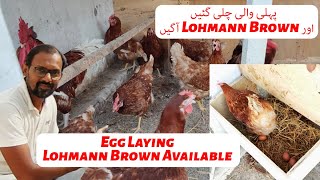 Lohmann Brown Egg Laying Chickens More Added In Setup [upl. by Colville469]