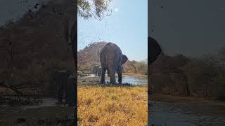 Elephant Nails Camera With Mud Ball [upl. by Pembroke259]