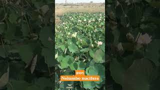 કમળ Nelumbo nucifera [upl. by Ortiz]