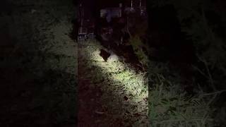 Brush tailed possum sniffing around camp for scraps Subscribe for more Australian animal encounters [upl. by Halda877]