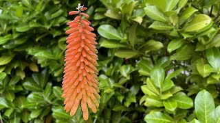 Kniphofia Alcazar  FarmerGracycouk [upl. by Tann418]