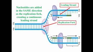 Definition of DNA Replication and Synthesis [upl. by Bang968]