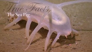 True Facts About The Sea Pig [upl. by Aronal]