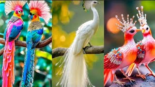 Colourful Birds🐦🕊️ [upl. by Budding]