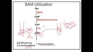 Virulence factors in Pseudomonas aeruginosa  facteurs de virulence [upl. by Zurn]