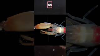 🦐💥 Slow Motion Pistol Shrimp Attack Hits 4000°C 😲 The Quickest Gunslinger in Nature  shorts [upl. by Marti254]