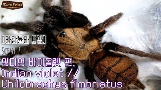 말로 듣는 타란튤라 도감 Ep1 인디언 바이올렛 편  Chilobrachys fimbriatus wikipedia [upl. by Kcirdez42]