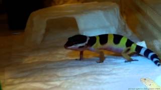 Leopard Gecko  Females dying to have a baby 20130703 [upl. by Ysnil242]