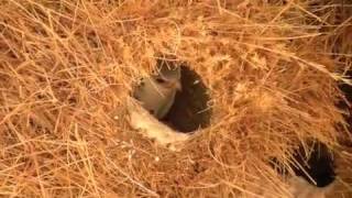 African pygmyfalcon at sociable weaver nest [upl. by Nollahs476]