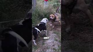 American Bully vs American Bulldog ¿Quién Ganaría [upl. by Yk]