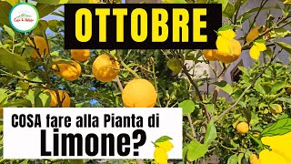 OTTOBRECosa Fare Alla Pianta Di LIMONEEcco alcuni consigli di potaturaconcimazione e molto altro [upl. by Ronnie]