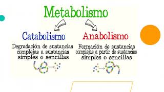 Nutrición en autótrofos unicelulares [upl. by Epotimet850]