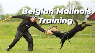 BELGIAN MALINOIS TRAINING PROTECTION [upl. by Ecnesse]