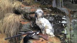 Caccia al gallo forcello e pernice bianca col setter inglese Hunting black grouse and ptarmigan [upl. by Ycnan]