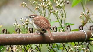 Bewicks Wren Call [upl. by Wengert]