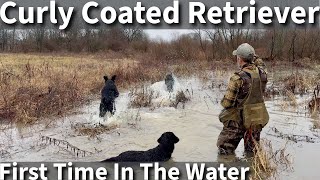 Curly Coated Retriever  First Time Swimming and Hiking On The Farm [upl. by Onaicul337]