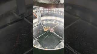 ☢️ Uranium Ore in a Cloud Chamber Seeing The Invisible World of Radioactivity [upl. by Enaoj]