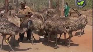 Know About Emu Bird [upl. by Eteragram]